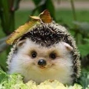 Meet your Posher, Lilian